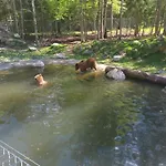 公寓 Am Nissberg Grünau im Almtal